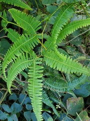 Gleichenella pectinata