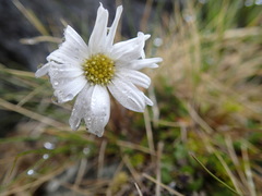 Brachyscome sinclairii