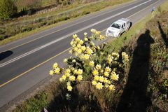 Leucadendron globosum