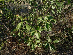 Prunus klokovii