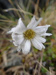 Brachyscome sinclairii