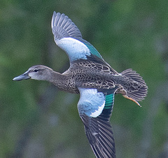 Blue-Winged Teal photo 3
