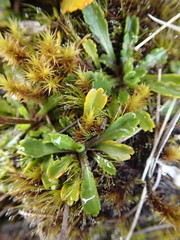 Brachyscome sinclairii