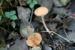 Psathyrella prona