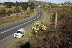 Leucadendron globosum