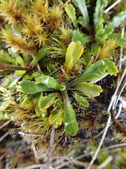 Brachyscome sinclairii