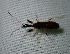 Myodocha serripes