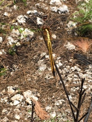 Libellula needhami