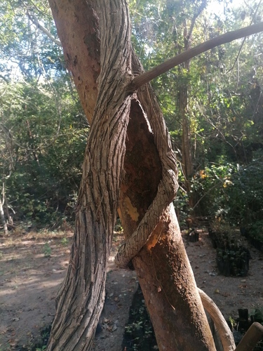 Combretum farinosum