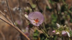 Malacothamnus densiflorus