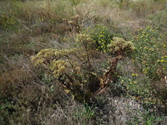 Hylotelephium maximum maximum