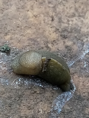 Milacidae