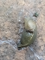 Milacidae