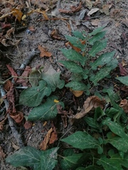 Aristolochia nelsonii