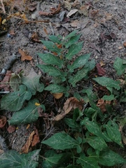 Aristolochia nelsonii