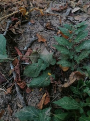 Aristolochia nelsonii