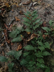 Aristolochia nelsonii
