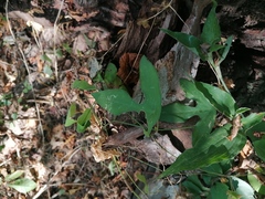 Passiflora viridiflora
