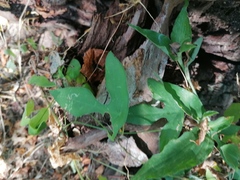 Passiflora viridiflora