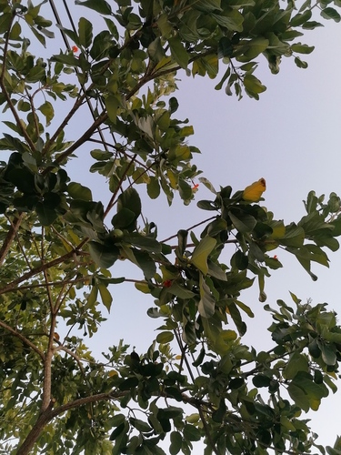 Cordia dodecandra (Cordia dodecandra)