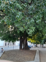 Brachychiton populneus
