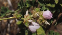Malacothamnus densiflorus