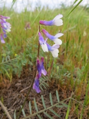 Vicia villosa pseudocracca