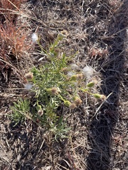 Senecio flaccidus douglasii