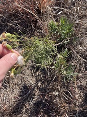Senecio flaccidus douglasii