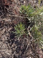Senecio flaccidus douglasii