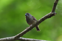 Melanospiza richardsoni