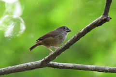 Melanospiza richardsoni