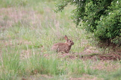 Oryctolagus