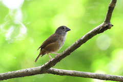 Melanospiza richardsoni