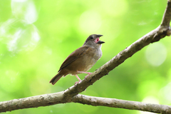 Melanospiza richardsoni