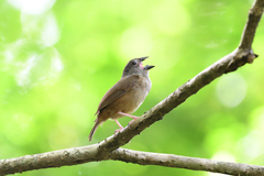 Melanospiza richardsoni