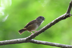 Melanospiza richardsoni