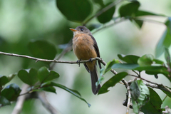 Contopus latirostris