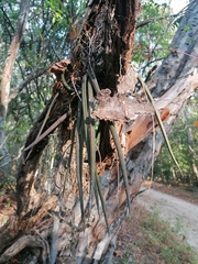 Trichocentrum brachyphyllum