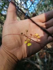 Trichocentrum brachyphyllum