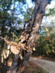 Trichocentrum brachyphyllum