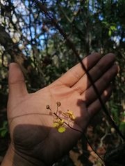 Trichocentrum brachyphyllum