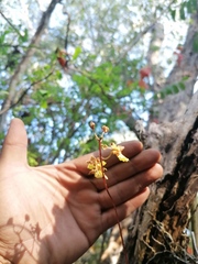 Trichocentrum brachyphyllum