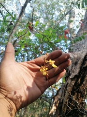 Trichocentrum brachyphyllum