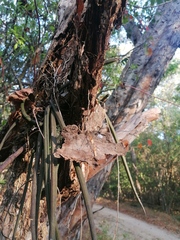 Trichocentrum brachyphyllum