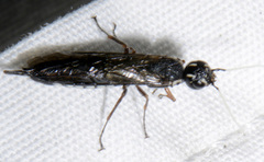 Xiphydria maculata