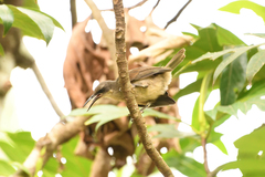 Cinclocerthia gutturalis