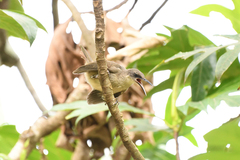 Cinclocerthia gutturalis