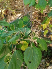 Heliocarpus americanus