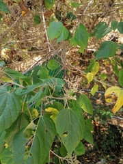 Heliocarpus americanus